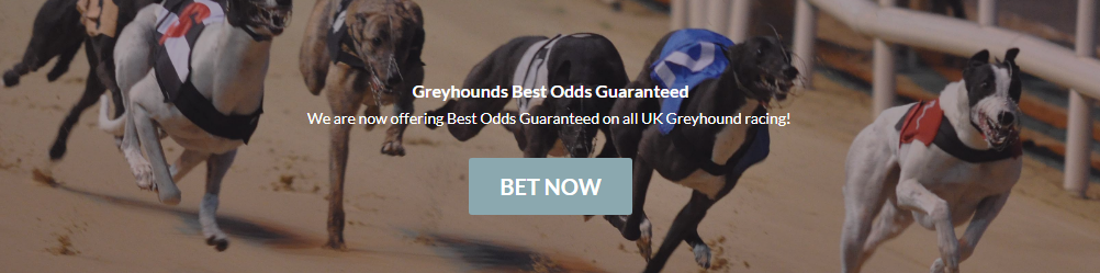 best odds guaranteed greyhounds